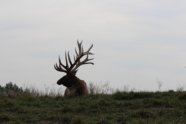 large cervid animal laying in canadian field 