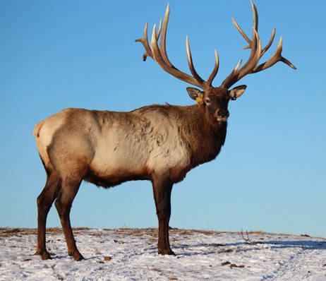 large cervid animal safely protected in canada